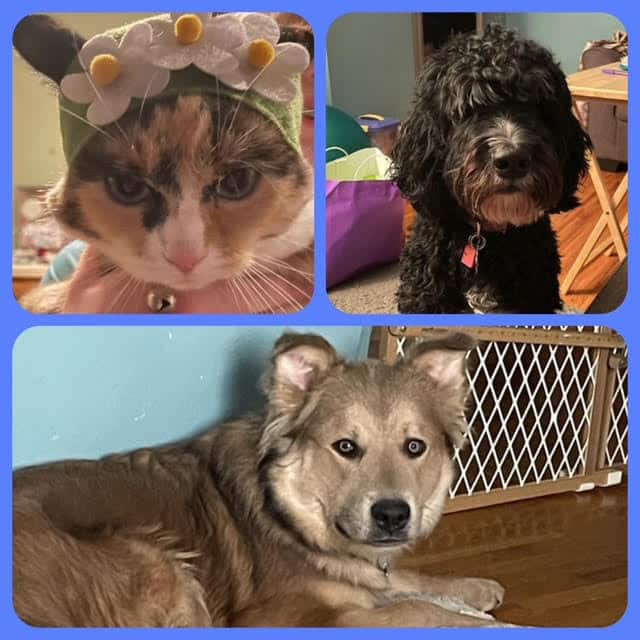 A collage of three pets: a cat wearing a flower headband, a curly-haired black dog, and a fluffy brown dog lying on the floor by a baby gate.