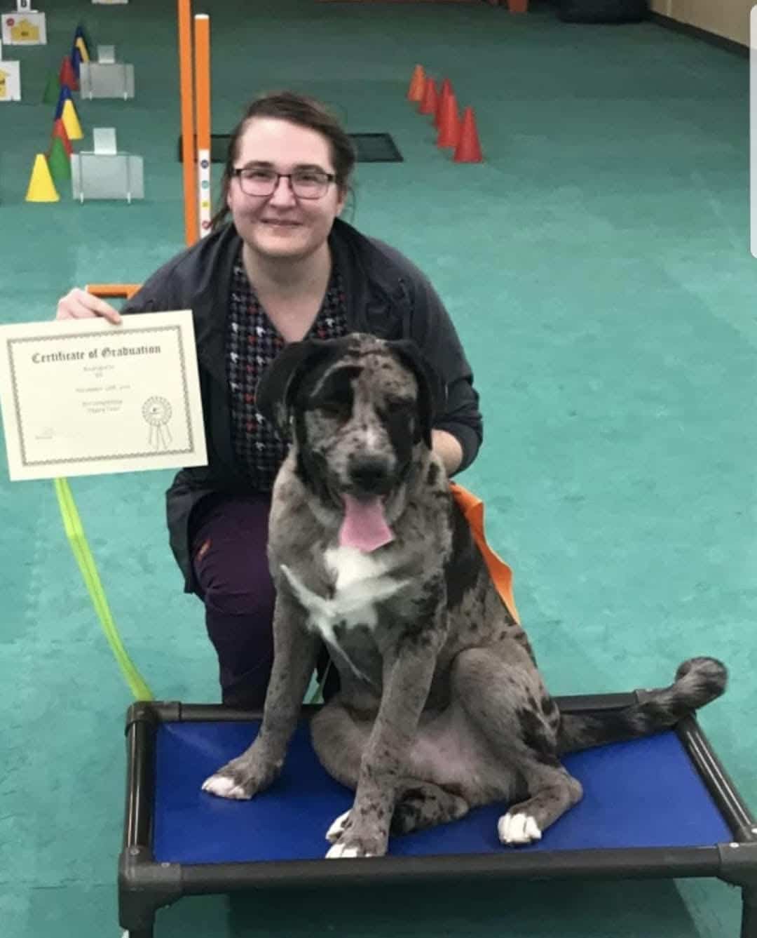 A person kneels beside a large, spotted dog sitting on a blue elevated cot. The person holds a certificate of graduation. Colorful training equipment is visible in the background.