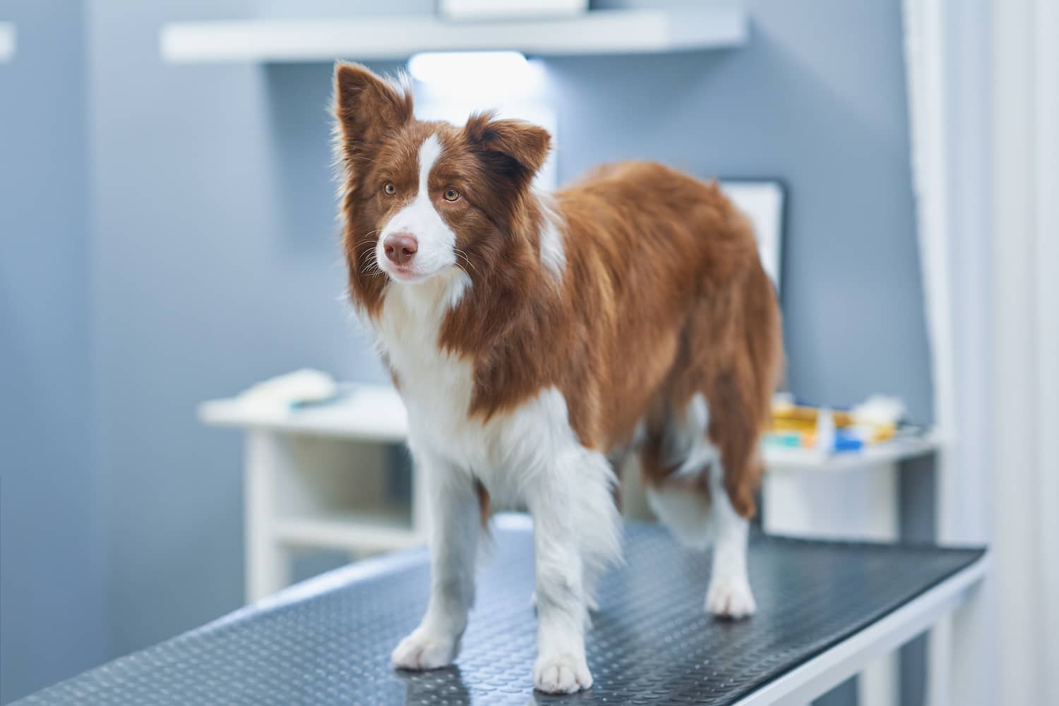 A brown and white Border Collie stands on an exam table in a veterinary clinic.
