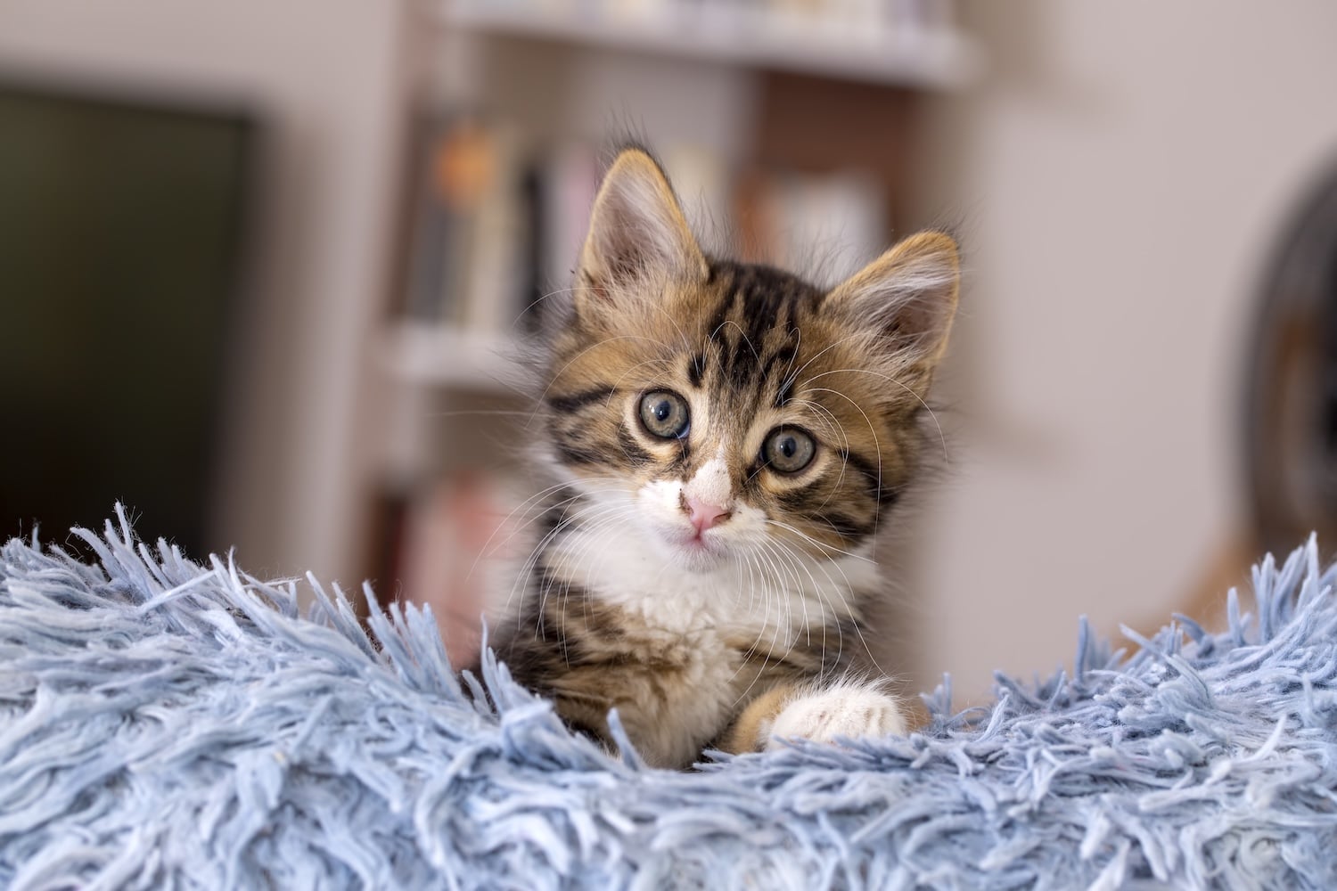 A tabby kitten with white markings sits on a blue fluffy blanket, looking directly at the camera. A blurred bookshelf is visible in the background.