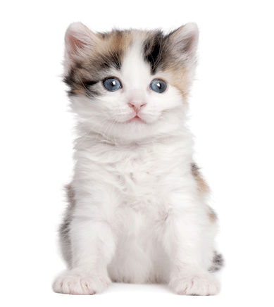 A fluffy white and brown kitten with blue eyes sits facing forward against a plain white background.