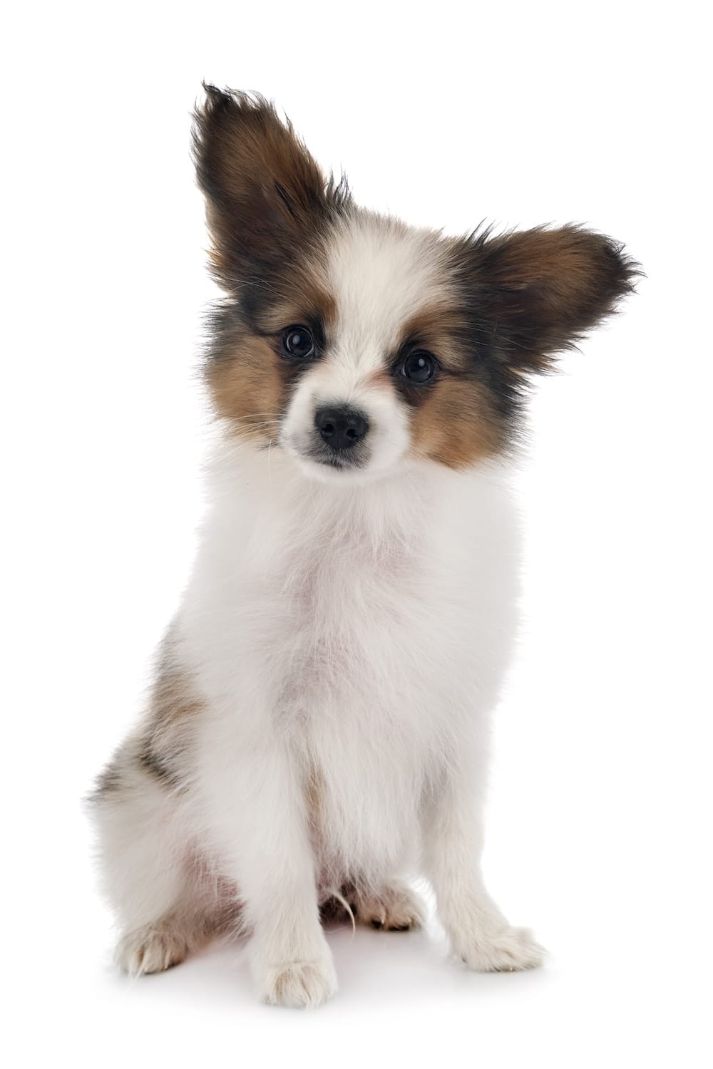 Small papillon puppy with a white, brown, and black coat sitting and looking forward against a white background.