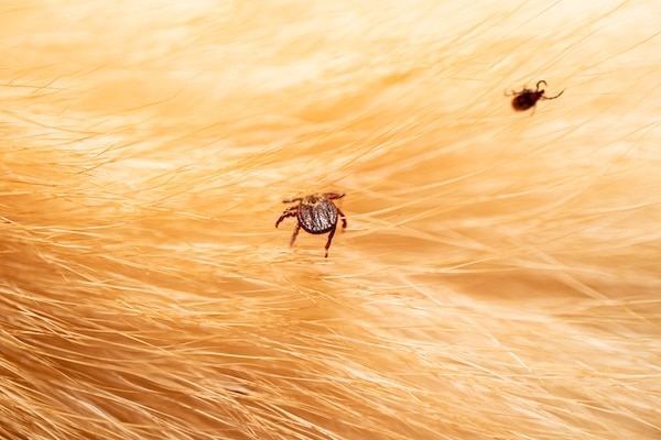 Close-up of two ticks crawling on light-colored animal fur.