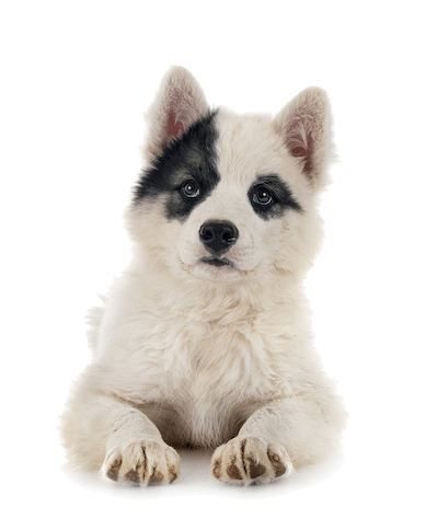 White puppy with black markings on its face lies down and looks forward, against a white background.